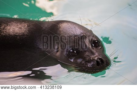 Baikal Seal Or Nerpa Endemic Of Lake Baikal Looking At The Camera With Huge Clever Eyes
