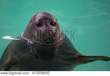 Baikal Seal Or Nerpa Endemic Of Lake Baikal Looking At The Camera With Huge Clever Eyes