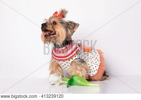 Portrait Of Dog Girl Puppy Yorkshire Terrier Breed. Studio Shot After Grooming In Romantic Dress Wit