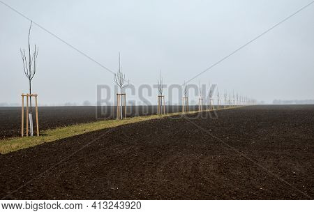 Planting Of A New Windbreak In Field, Bio Corridor, Alley Of Ash Trees. Fixed To The Poles And Fence
