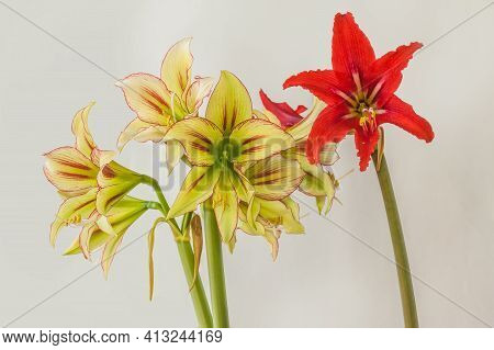 Bloom Red Hippeastrum Johnsonii (formerly Amaryllis Johnsonii) And Yellow And Red Cleopatra ( Colibr