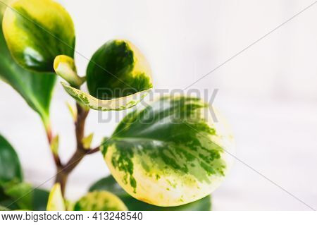 Abstract Of A Peperomia Obtusifolia Variegata, Variegated Baby Rubber Plant Or Radiator Plant, Selec