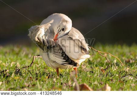 Single Black Headed Gull In Winter Preening In Sunrise Warmth. Most Of The Year These Birds Have Whi