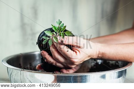 Woman's Hands Transplanting A Tomato Seedling That She Grew At Home. Blurred Background With Selecti