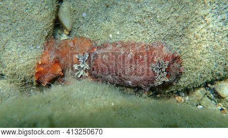 Underwater Mating. Sea Slug Redbrown Nudibranch Or Redbrown Leathery Doris (platydoris Argo) Underse