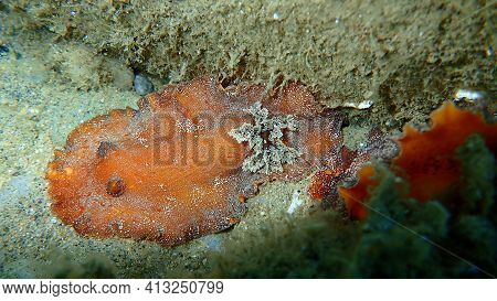 Underwater Mating. Sea Slug Redbrown Nudibranch Or Redbrown Leathery Doris (platydoris Argo) Underse