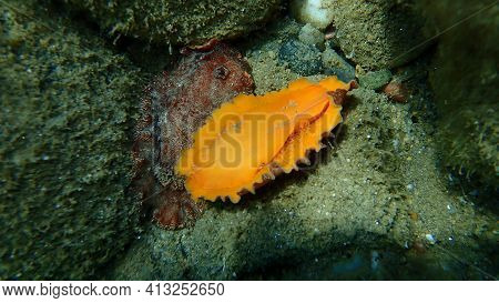 After Uderwater Mating. Sea Slug Redbrown Nudibranch Or Redbrown Leathery Doris (platydoris Argo) Un