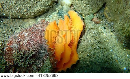 After Uderwater Mating. Sea Slug Redbrown Nudibranch Or Redbrown Leathery Doris (platydoris Argo) Un