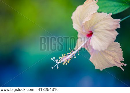 Stunning Hibiscus Flower (joba Ful) With Blurry Plant Leaves And Dark Background. Exotic Floral Natu