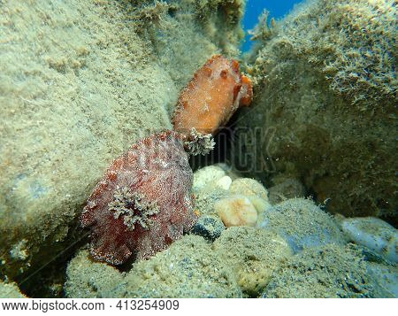 Underwater Mating. Sea Slug Redbrown Nudibranch Or Redbrown Leathery Doris (platydoris Argo) Underse