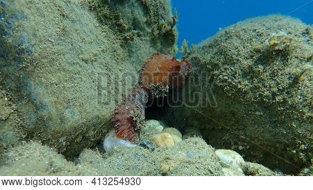 Underwater Mating. Sea Slug Redbrown Nudibranch Or Redbrown Leathery Doris (platydoris Argo) Underse
