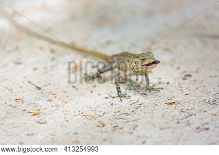 The Oriental Garden Lizard, Eastern Garden Lizard, Bloodsucker Or Changeable Lizard (calotes Versico