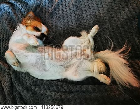 Chihuahua Violka Is Resting