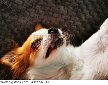 Chihuahua Violka Is Resting