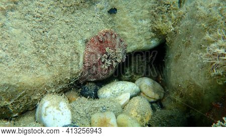 Sea Slug Redbrown Nudibranch Or Redbrown Leathery Doris (platydoris Argo) Undersea, Aegean Sea, Gree