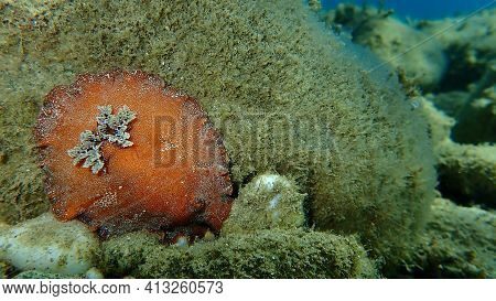Sea Slug Redbrown Nudibranch Or Redbrown Leathery Doris (platydoris Argo) Undersea, Aegean Sea, Gree