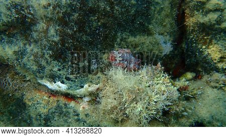 Sea Slug Redbrown Nudibranch Or Redbrown Leathery Doris (platydoris Argo) Undersea, Aegean Sea, Gree