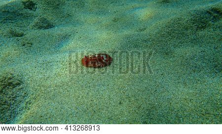 Sea Slug Redbrown Nudibranch Or Redbrown Leathery Doris (platydoris Argo) Undersea, Aegean Sea, Gree