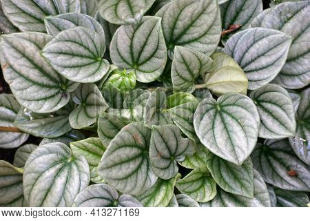 Green Leaves Of Emerald-ripple Peperomia 'silver Ripple', A Tropical Plant