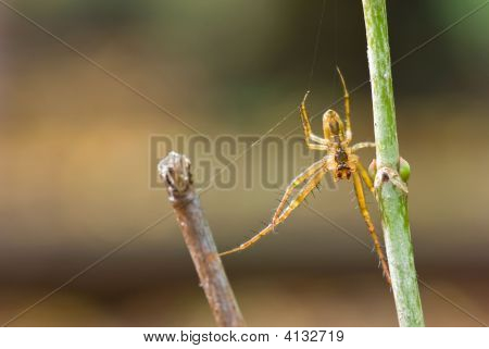 Metellina Segmentata