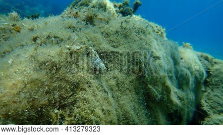 Seashell Of Sea Snail Common Cerith (cerithium Vulgatum) With Striped Hermit Crab (pagurus Anachoret