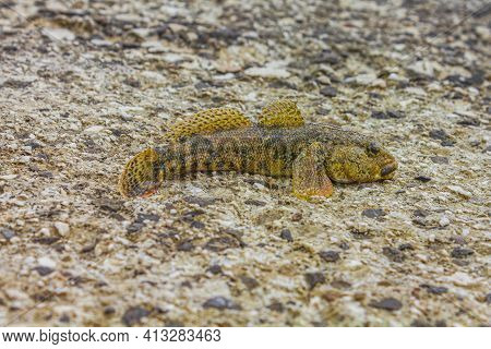 Fished Alive Fish On The Stone Floor In Novi Vinodolski Croatia.
