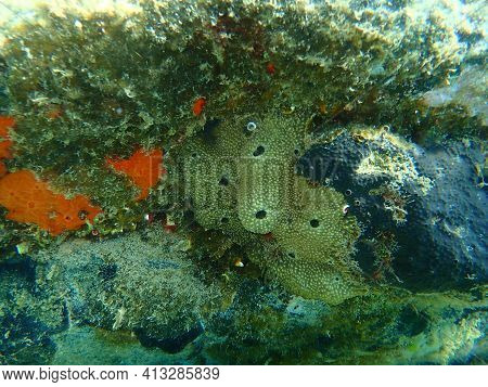 Oyster Sponge Or Orange-red Encrusting Sponge (crambe Crambe), Stinker Sponge (ircinia Variabilis) A