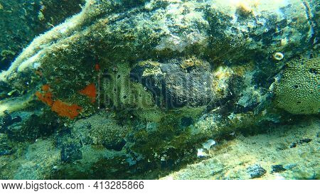 Oyster Sponge Or Orange-red Encrusting Sponge (crambe Crambe), Stinker Sponge (ircinia Variabilis) A