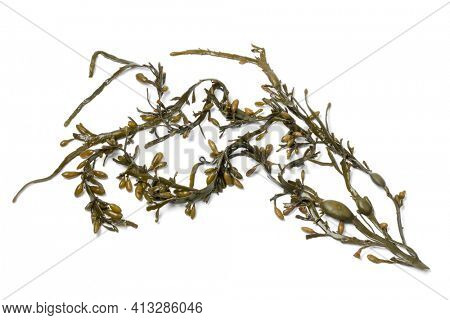 Fresh Bladder wrack seaweed isolated on white background