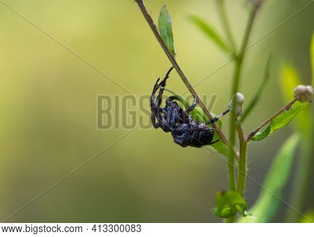 Big Black Spider. Large Black Spider Araneus Ventricosus On Green Grass. Close-up, Weaver Spider Ara