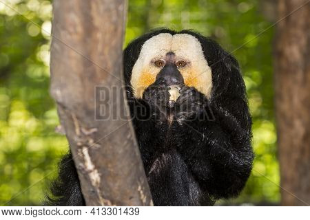 Adult Male Of White-faced Saki In A Zoo Enclosure