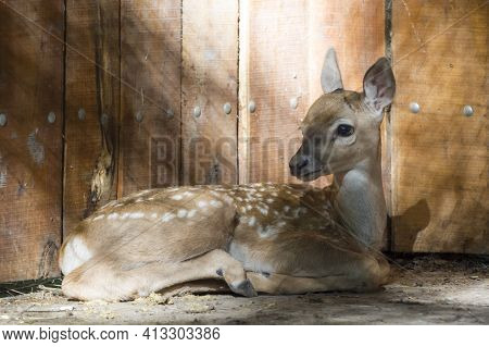 Young Persian Fallow Deer Fawn Is Resting