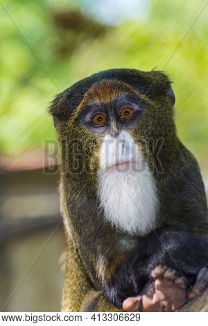 Portrait Of A De Brazza Monkey On Tree Branches