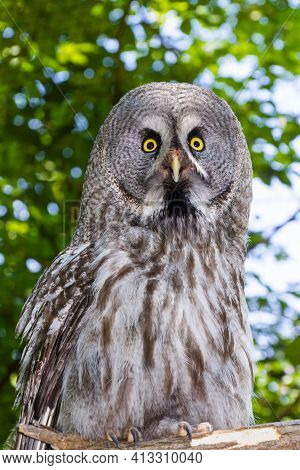 Portrait Of A Great Grey Owl In A Forest