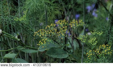 Yellow Flowers Surrounded By Green Leaves In A Garden