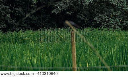 Green Rice Plants That Begin To Turn Yellow