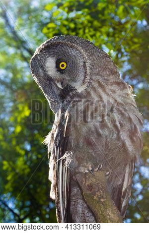 Portrait Of A Great Grey Owl In A Forest