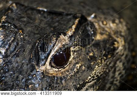 Eye Of An African Dwarf Crocodile In The Water