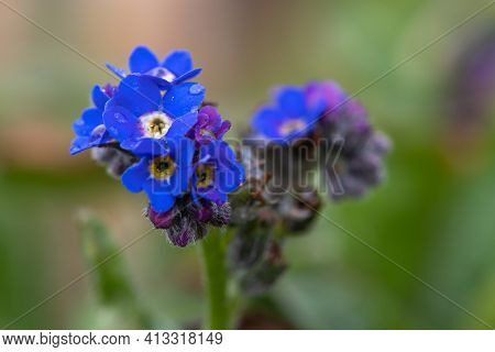 Forget Me Not Flowers