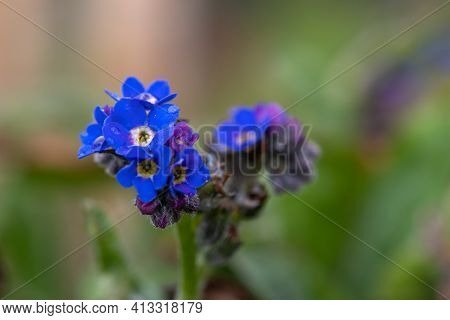 Forget Me Not Flowers