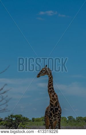 South African Giraffe, Rotschild Giraffe Walking At The Savanna In The Etosha National Park, Vertica