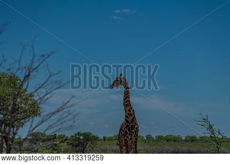 South African Giraffe, Rotschild Giraffe Walking At The Savanna In The Etosha National Park, Namibia