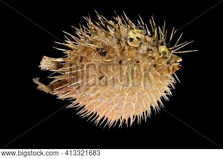 A Stuffed Sea Urchin Fish, Second Name, Ball Fish, Diodon (latin Name), Side View. Isolated On Black