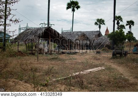 A Few Simple Rural Houses By A Farm With Two Ox And A Wagon With A Temple In The Background In Bagan