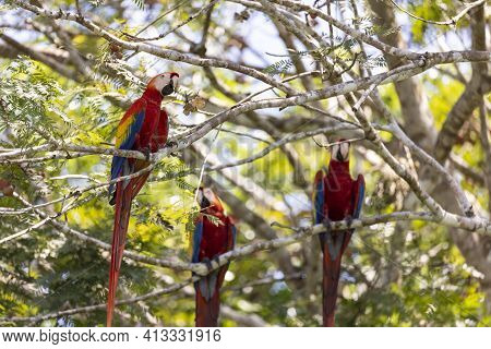Tree Red Parrots On A Tree During A Rest On A Tropical Tree On Their Natural Habitat, Osa, Ara Penin