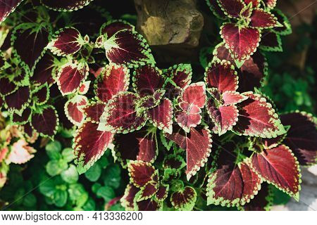 Coleus Leaf Plant (solenostemon Scutellarioides) In A Garden, Decorative Plant, Spring Season Nature