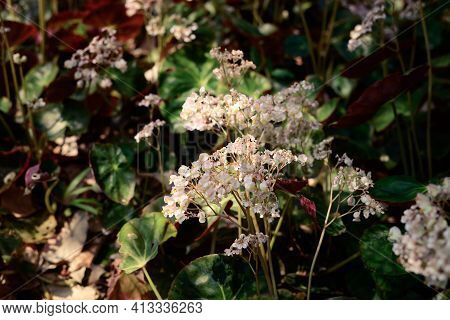 White Begonia Granis Flower Blossom In A Garden, Spring Season