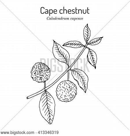 Cape Chestnut Calodendrum Capense , Medicinal Plant. Hand Drawn Botanical Vector Illustration