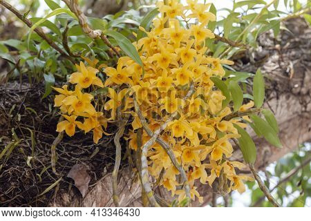 Yellow Orchid Flower Or Dendrobium Friedericksianum Rchb.f. Bloom On Big Tree With Sunlight In The G