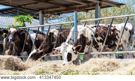 Close Up Of Feeding Cows In Cowshed On Dairy Farm In Countryside Of Thailand. Black And White Cows E